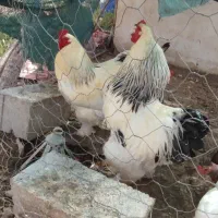 فروش خروس براهما