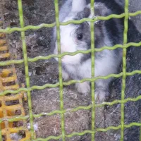 خرگوش لوپ هلندی