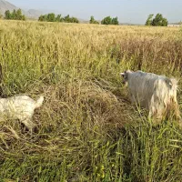 بز بی