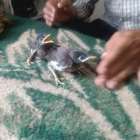 جوجه مینا چهل روزه