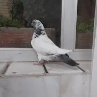 همه دونه ۱۵۰ مفت