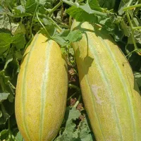 خربزه مشهدی