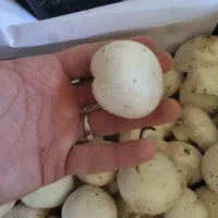 فروش قارچ، عمده و خرده