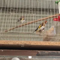 سه عدد سهره نر جوجه قیمت هرسه باهم ۵۰۰۰۰۰۰