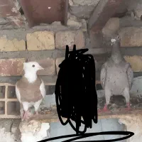 پرنده