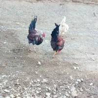 خروس|حیوانات مزرعه|کلاترزان, |دیوار
