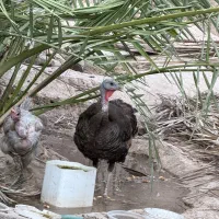 بوقلمون شبانکاره