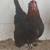 مرغ و خروس