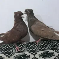 دمسفید کبوتر رنگی پرنده