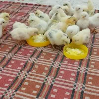 جوجه چاپنیز اورجینال