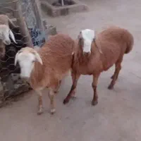 سه رس بره نرقوچی