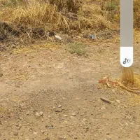 پنجاه خروار کاه گندم سفید