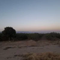 فروش باغ پسته