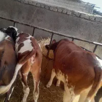 گوساله سیمنتال