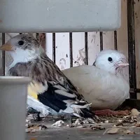 سهره