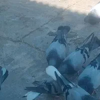 فروش یک گل کبوتر روزگاری به شرط سو قدیم