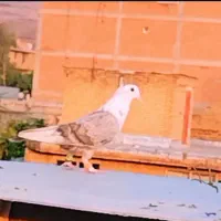 رنگی|پرنده|گنبد کاووس, |دیوار