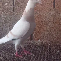 کبوتر