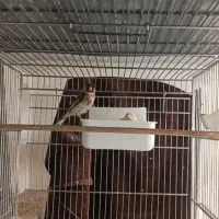 سهره جفتی قناری تونسته کاردادن به شرط