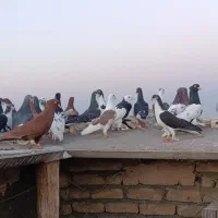 کفتر بوم