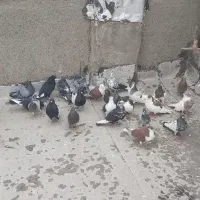 کفتر هوائی بومب