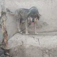 فروش فوری سگ ماده عراقی یک ساله با ۶ توله قیمت ۶