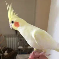 عروس هلندی ماده جوان وکارداده