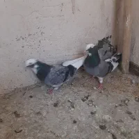 چهار عدد کبوتر فوق پرشی دونقوز