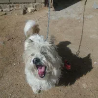 سگ خانگی|سگ|کنگاور, |دیوار