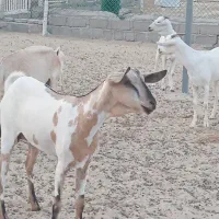 بز دورگ سومال