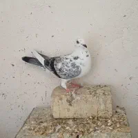 کبوتر ماده