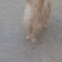 سگ پاپی