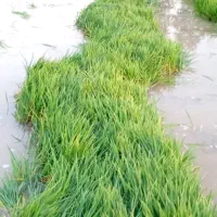 نشا،شلتوک، صلخی