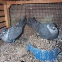 فروش کبوتر