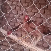 مرغ لاری و رسمی
