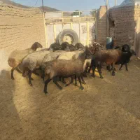 ۱۰ راس میش نیم گوشت