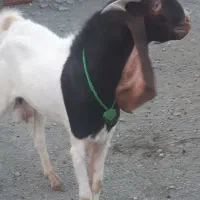 نری مست جوان
