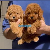پودل عروسکی