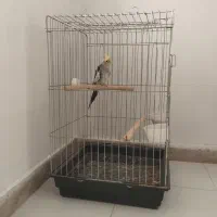 عروس هلندی