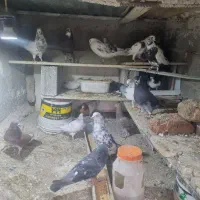 کفتر|پرنده|فردوسیه, |دیوار