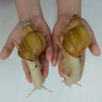 حلزون آچاتینا ۱۷ سانتی