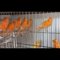 فروش قناری رسمی سرخ