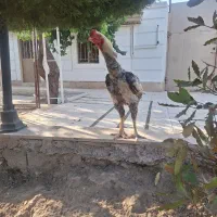 خروس لاری