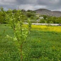 فروش باغی در روستای سار