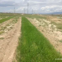 نهال نشا پیاز