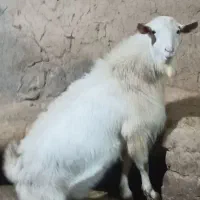 نر بز سانن اصل بدون شاخ