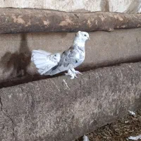 کبوتر دم چتری