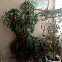 درختچه|گل مصنوعی|مشهد, ایثارگران|دیوار