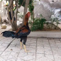 خروس لاری