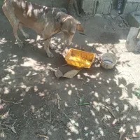 سگ .کبوتر. خرگوش
